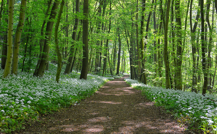 footpath through woodland with wold garlic growing on ground